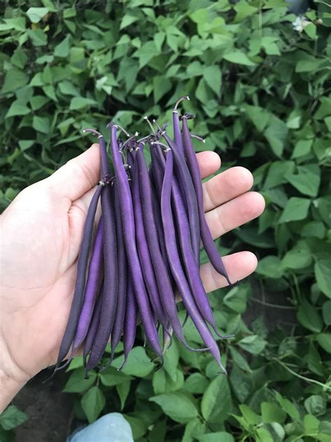 celine bean|celine bush beans for sale.